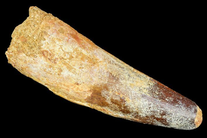 Real Spinosaurus Tooth - Big, Fat Tooth #106764
